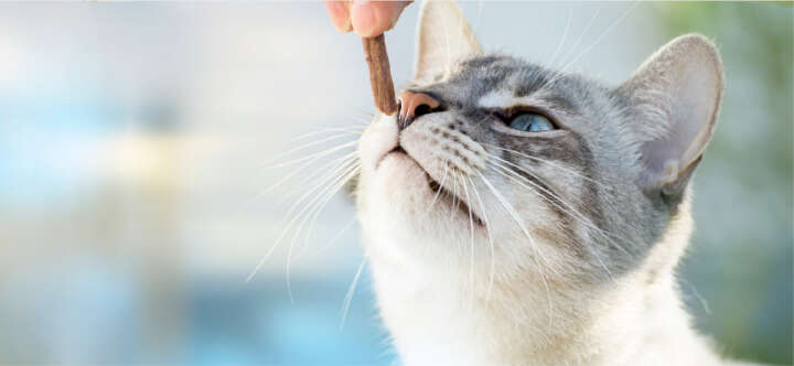 prospekt februar themeneinstieg produkte katzenleckerlies 1600x740 prospekt februar themeneinstieg produkte katzenleckerlies 1600x740